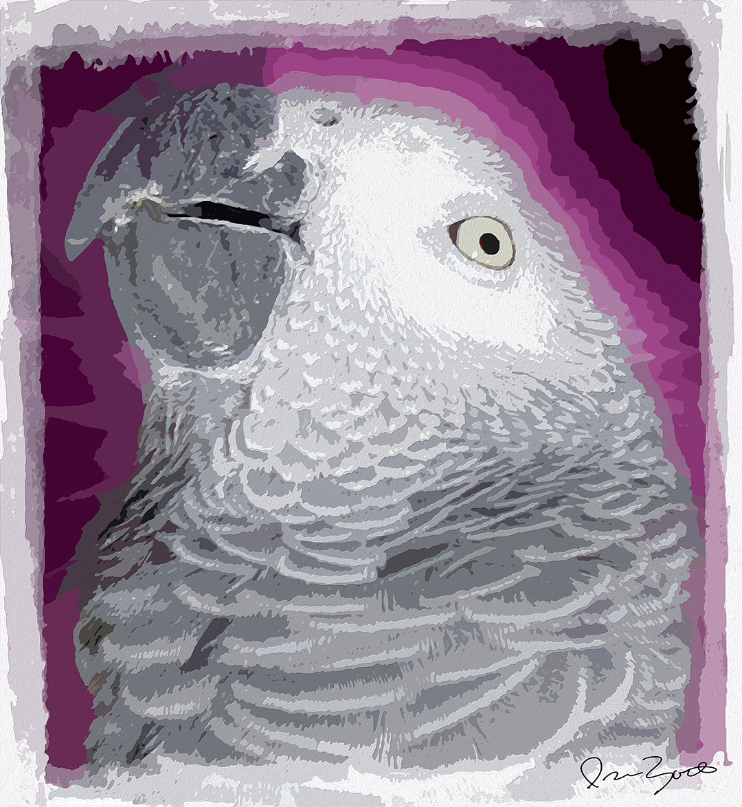 Digital painting portrait of an African grey parrot in grey and white posterised feather strokes against arcs of magenta and plum.