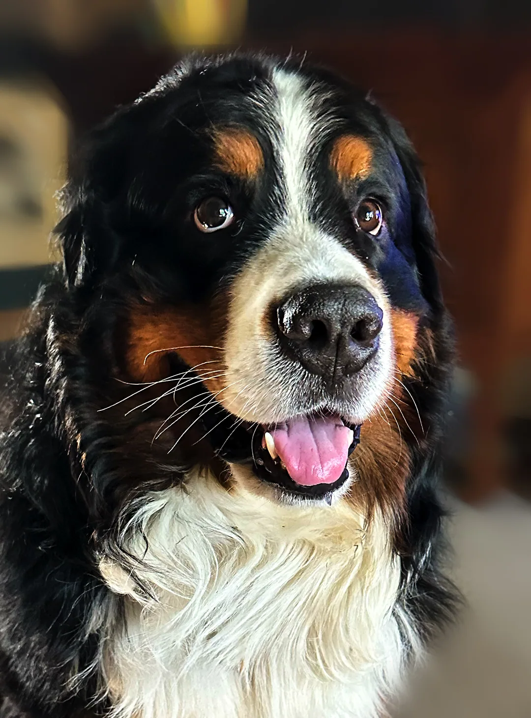 Digital photograph of a Bernese mountain dog with black, rust and white markings in warm indoor light.