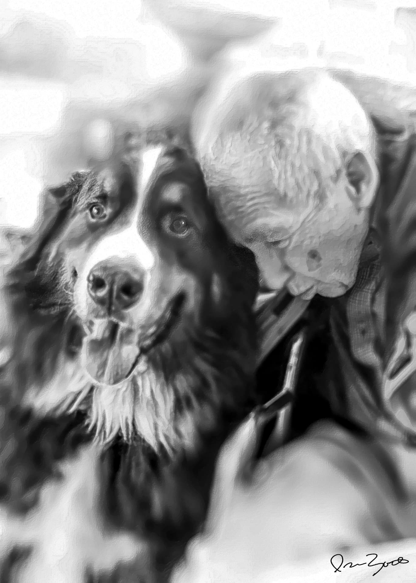Black and white photograph of an elderly man leaning toward a Bernese mountain dog who looks at the camera.
